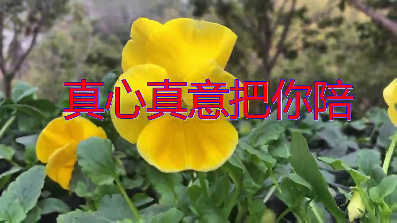 江都子《真心真意把你陪》,嗓音独特,歌声热情似火