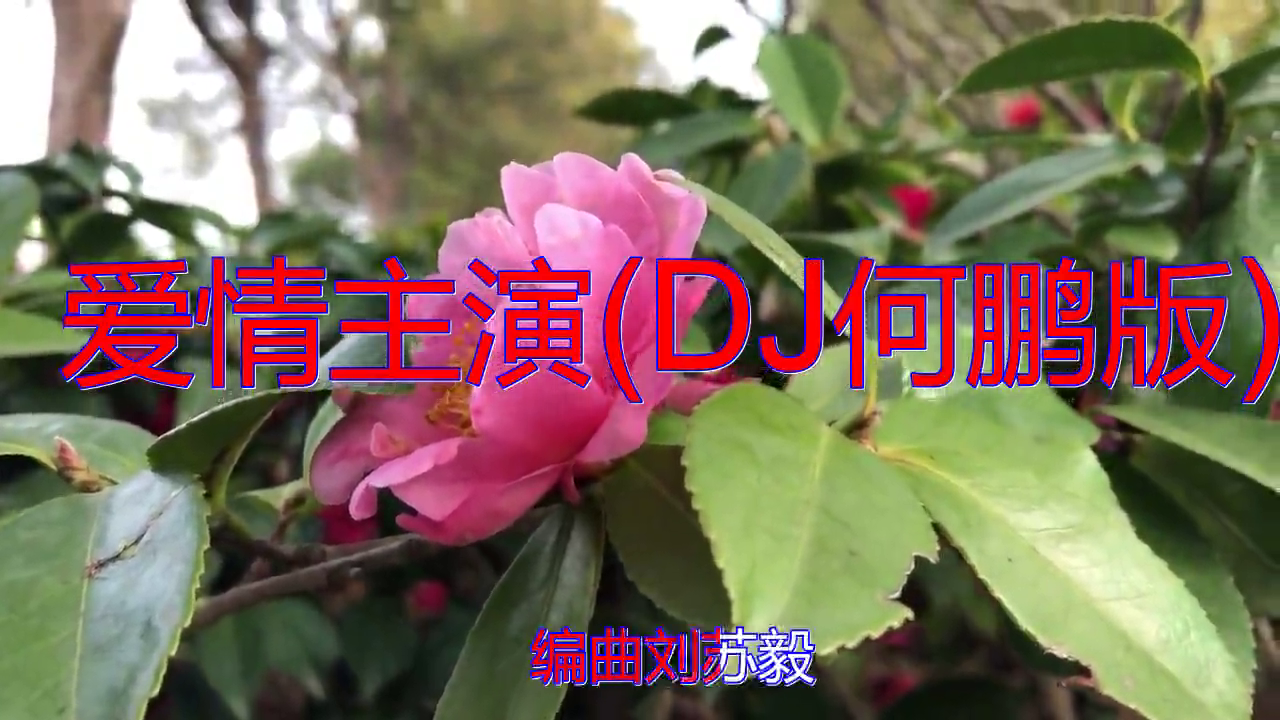 欧阳尚尚《爱情主演(dj何鹏版)》,真是千听不厌!