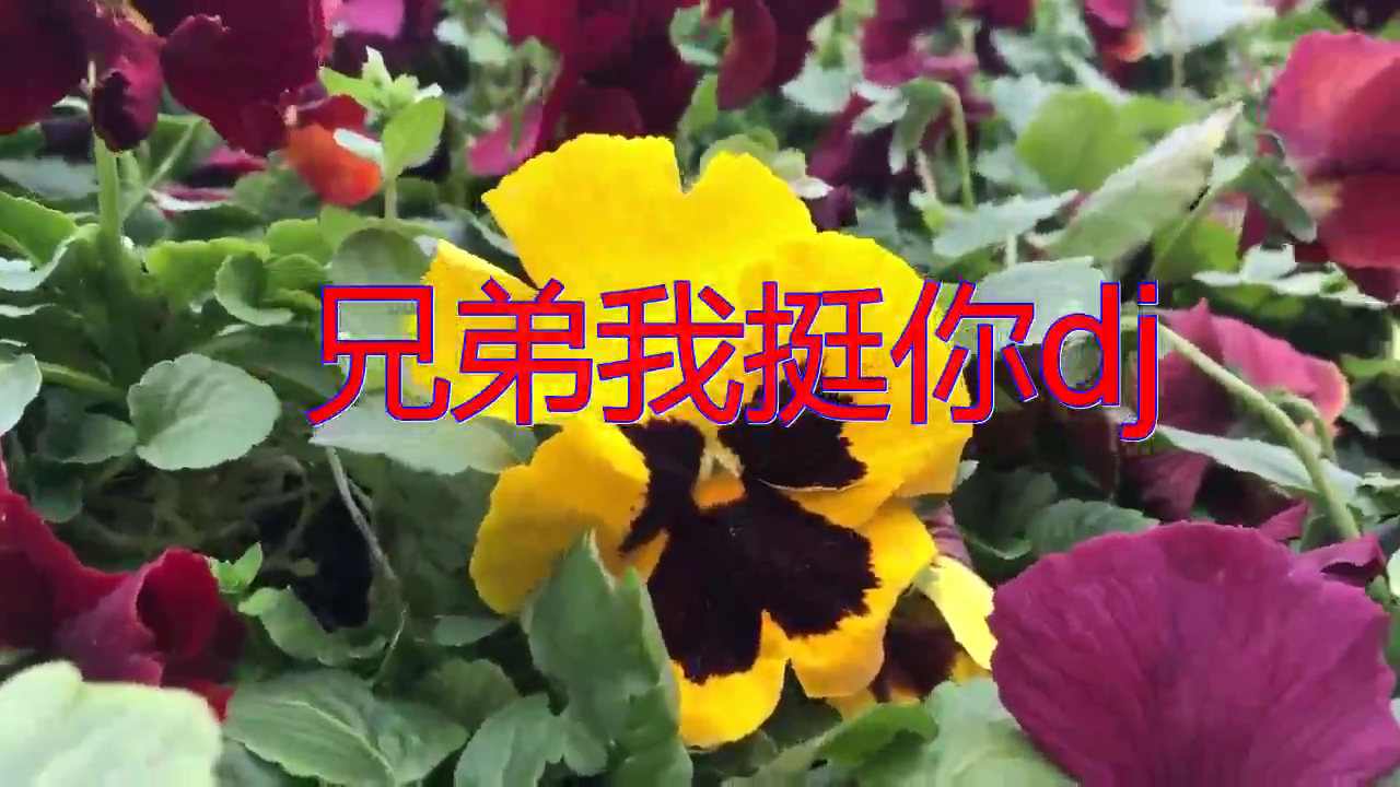 分享dj何鹏的经典歌曲《兄弟我挺你dj》,引人入胜,真的好听