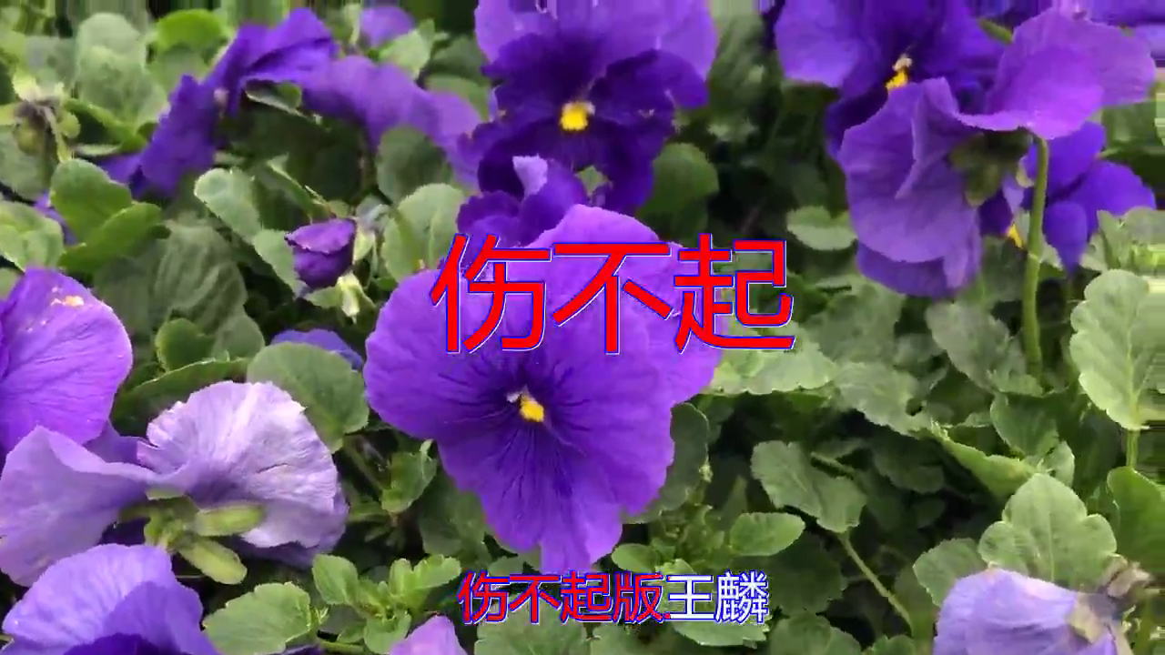 分享dj何鹏,王麟的经典歌曲《伤不起》,唯美动听,引人入胜