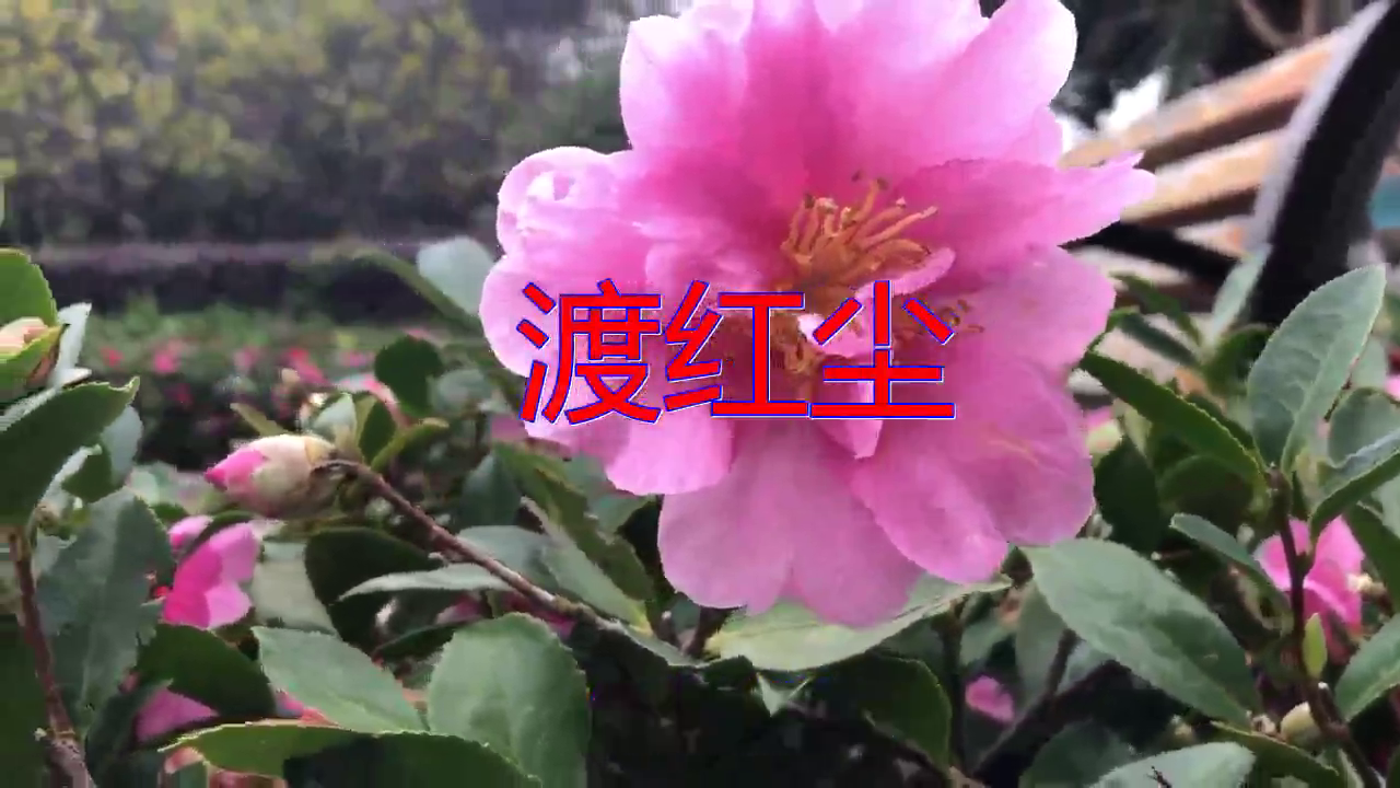 分享dj何鹏,乐桐的经典歌曲《渡红尘》,声音清透,唱功了不得
