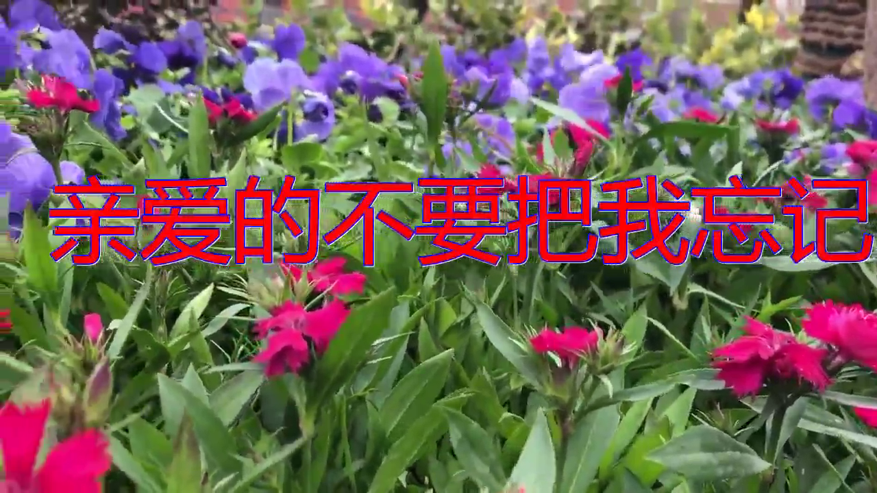 琥珀妞妞的《亲爱的不要把我忘记》,经典回味,百听不厌!