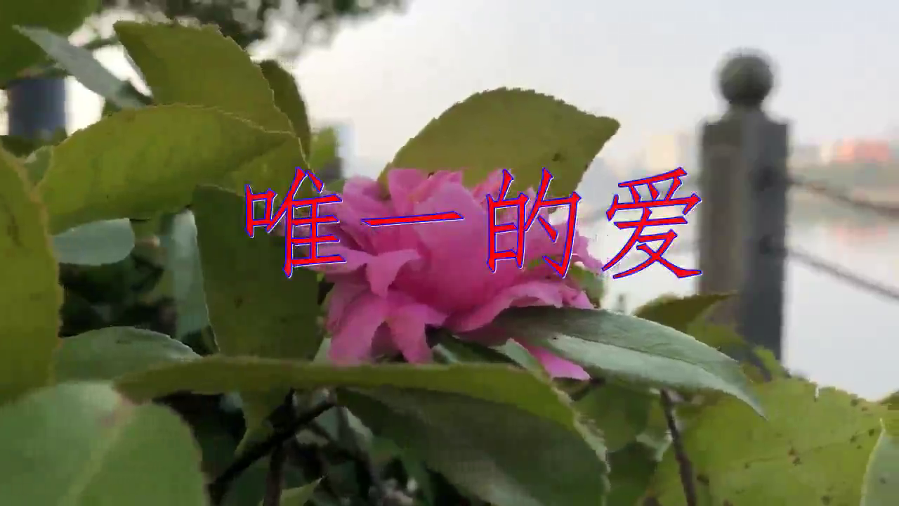 红蔷薇《唯一的爱》,酥软人心,此曲风风韵韵