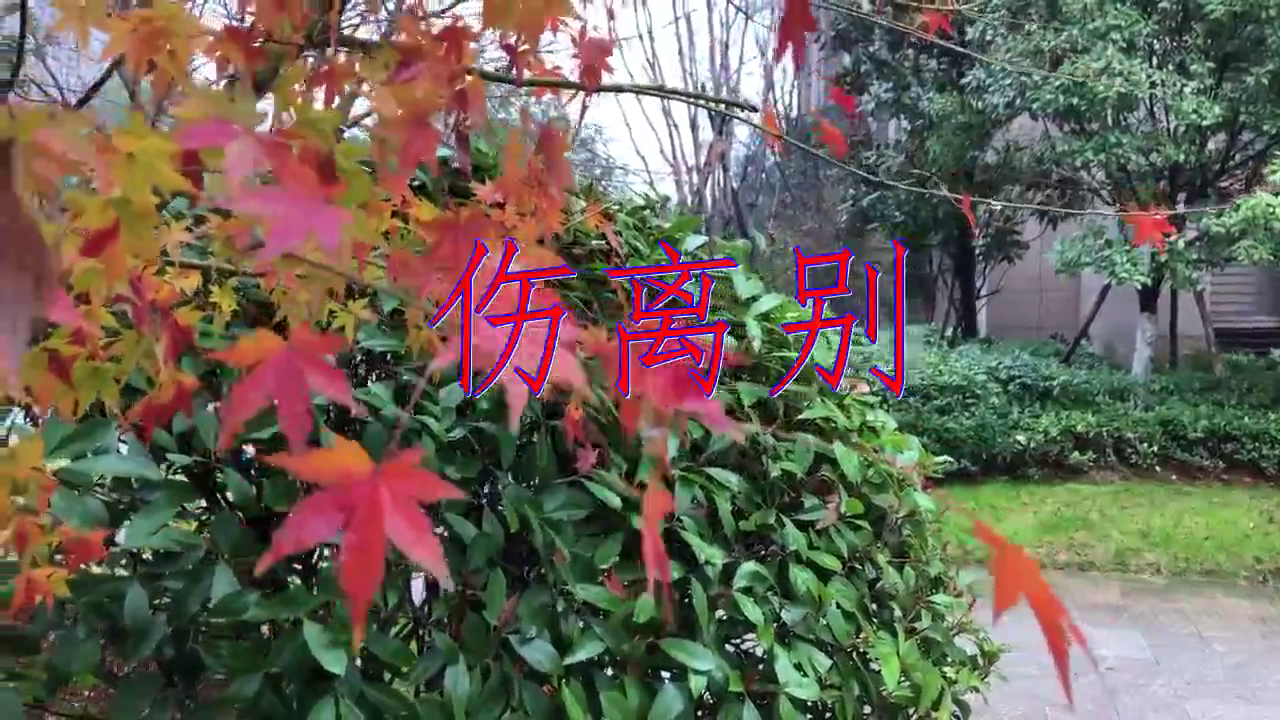 分享魏新雨的经典歌曲《伤离别》,沁人心脾,娓娓动听