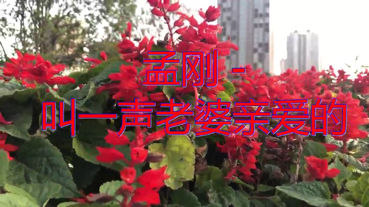 分享一首《孟刚 - 叫一声老婆亲爱的》,歌声质朴,令人沉醉