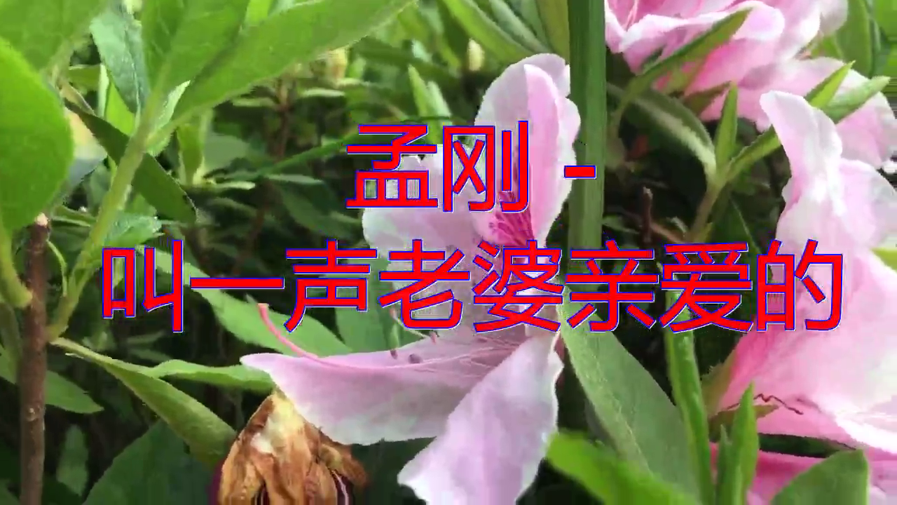 dj何鹏《孟刚 - 叫一声老婆亲爱的》,扣人心弦,声出金石