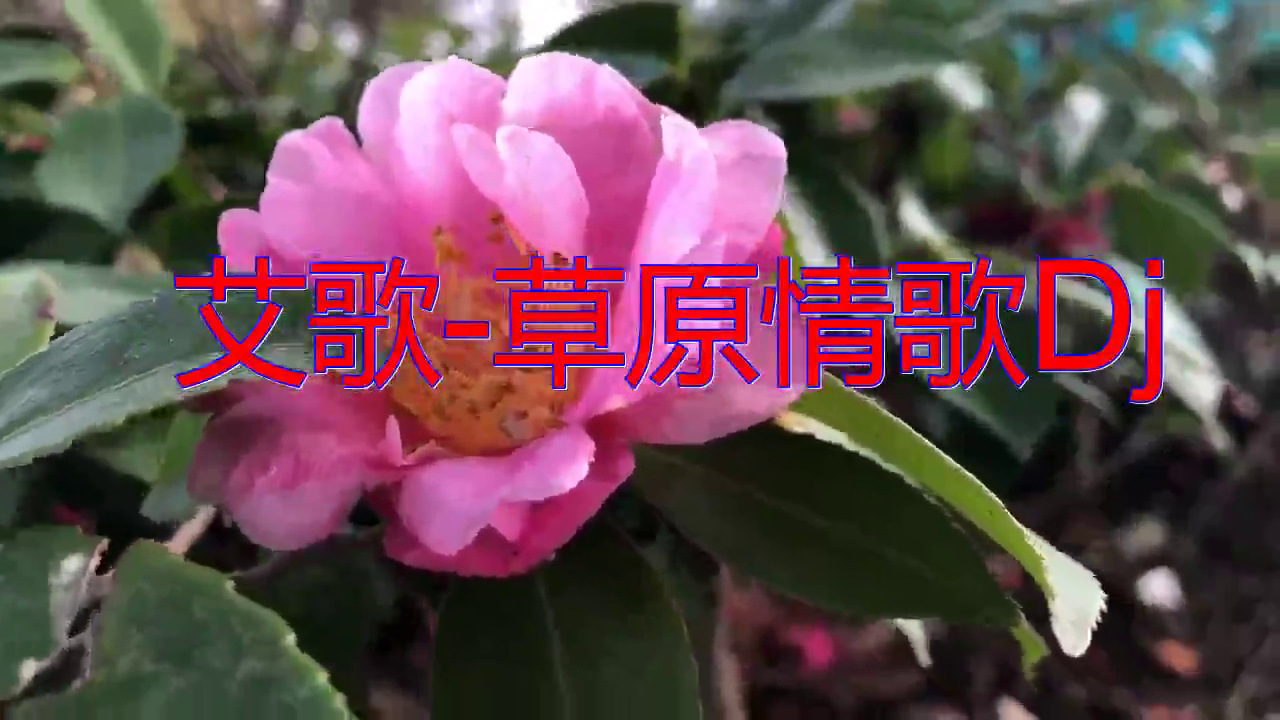 分享一首《艾歌-草原情歌dj》,动听到爆,独具风韵