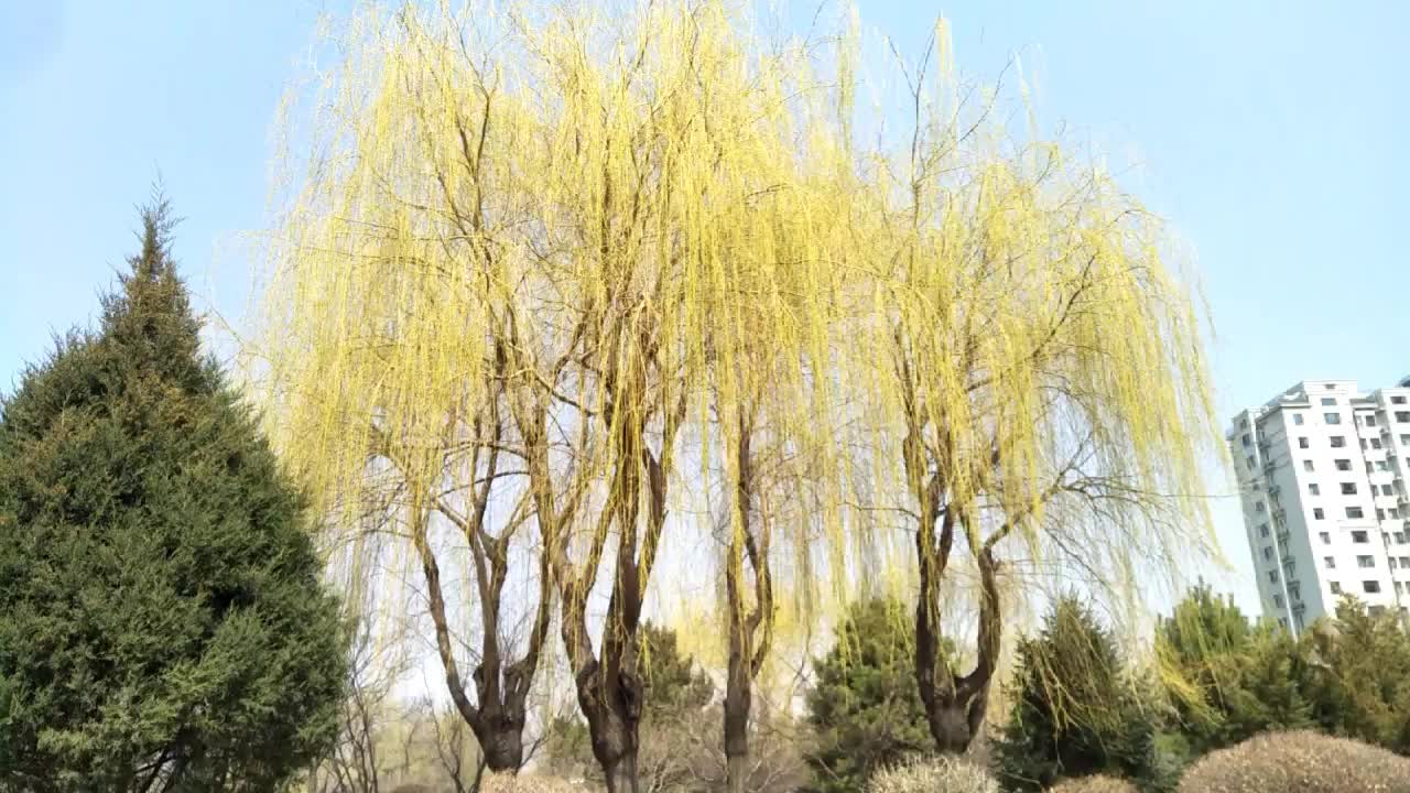 春天鹅黄色的柳树,原创视频