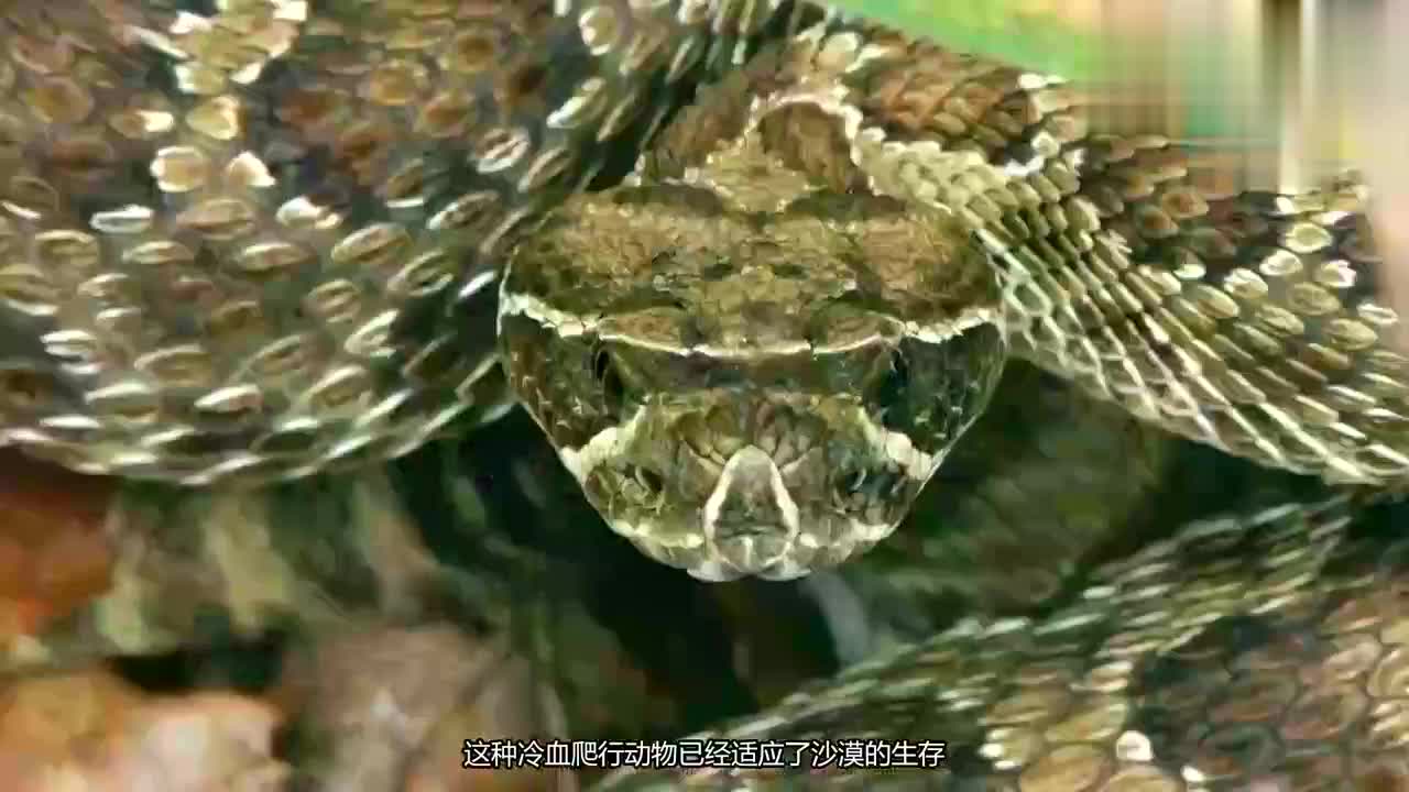 号称响尾蛇终结者:走鹃鸟大战响尾蛇,意外成了响尾蛇刀下鬼?