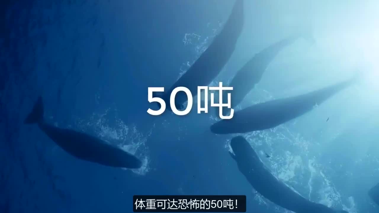 深海生物大战,抹香鲸擒大王乌贼,是怎样一翻激烈的场面?