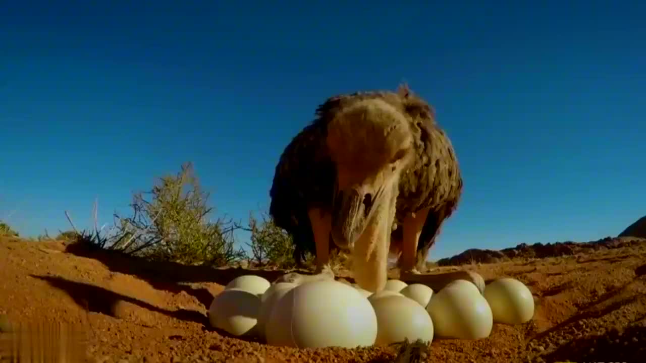 鸵鸟为了保护自己的蛋,独自引开猎豹,不料竟被狮子捡了漏