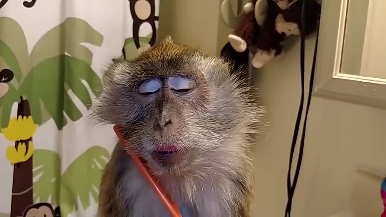 主人给猴子化浓妆抹上口红和睫毛网友简直太惊艳了