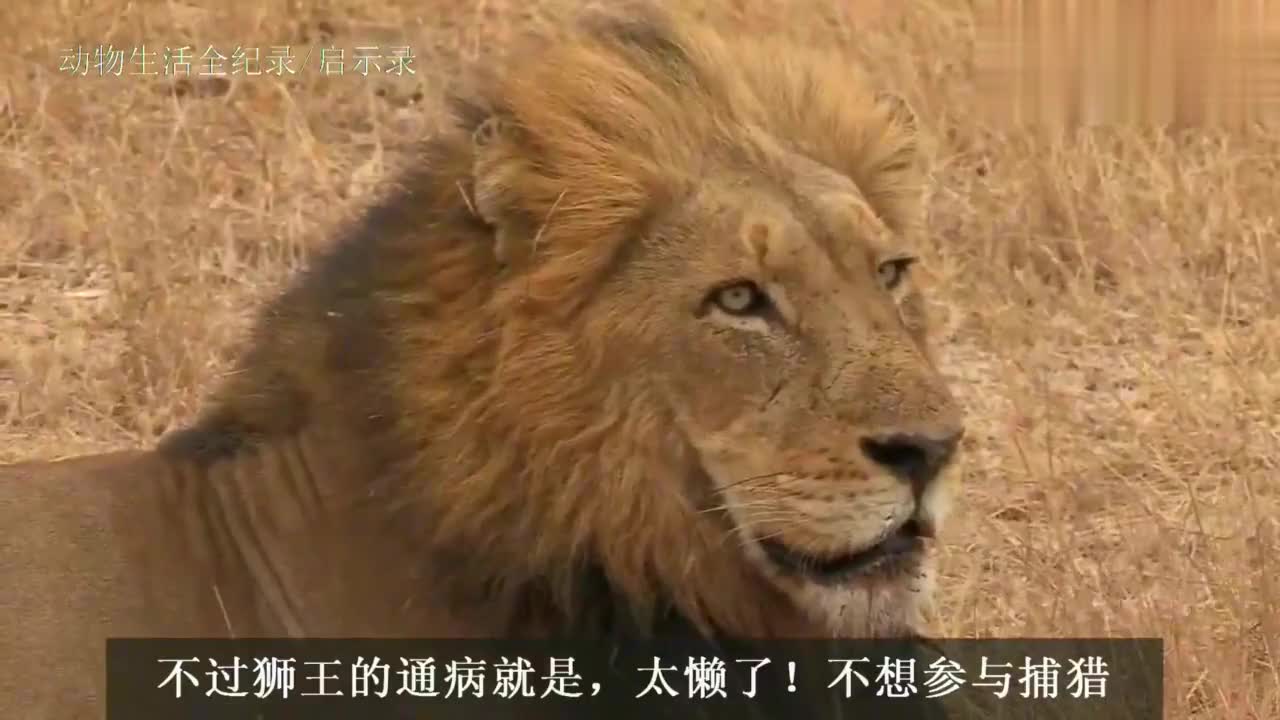 狮王成了甩手掌柜!坐看狮群捕猎野牛失败,绝不帮手