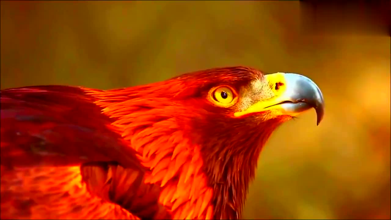 最凶残的雄鹰王,野生动物被大屠杀,前所未有的残暴,真悲惨