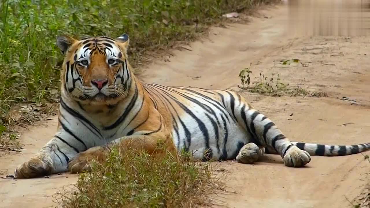 坎哈山路偶遇一头巨虎,体型目测230公斤,真正的野生老虎!