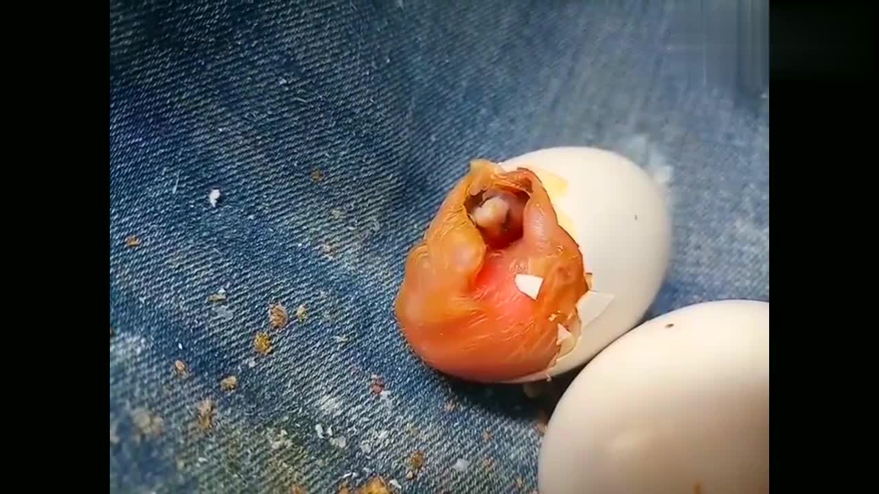 鸽子出壳全过程,原来鸽子出生是这么艰难的