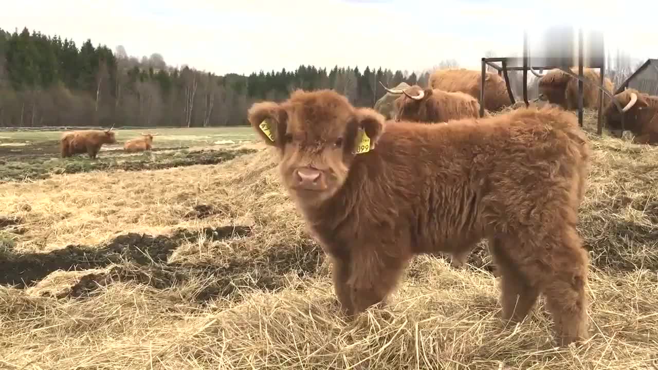 这是什么品种的牛,呆萌呆萌的真是可爱极了