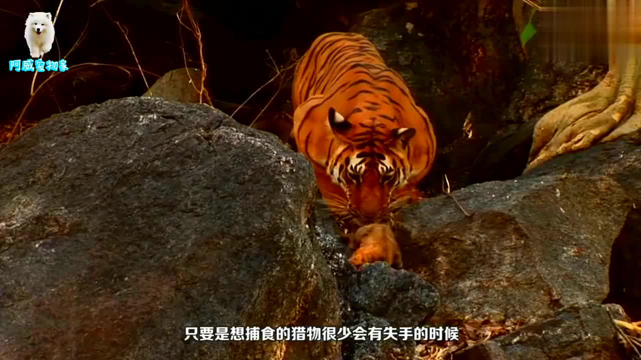为您推荐: 丛林之王如何捕食猎物?