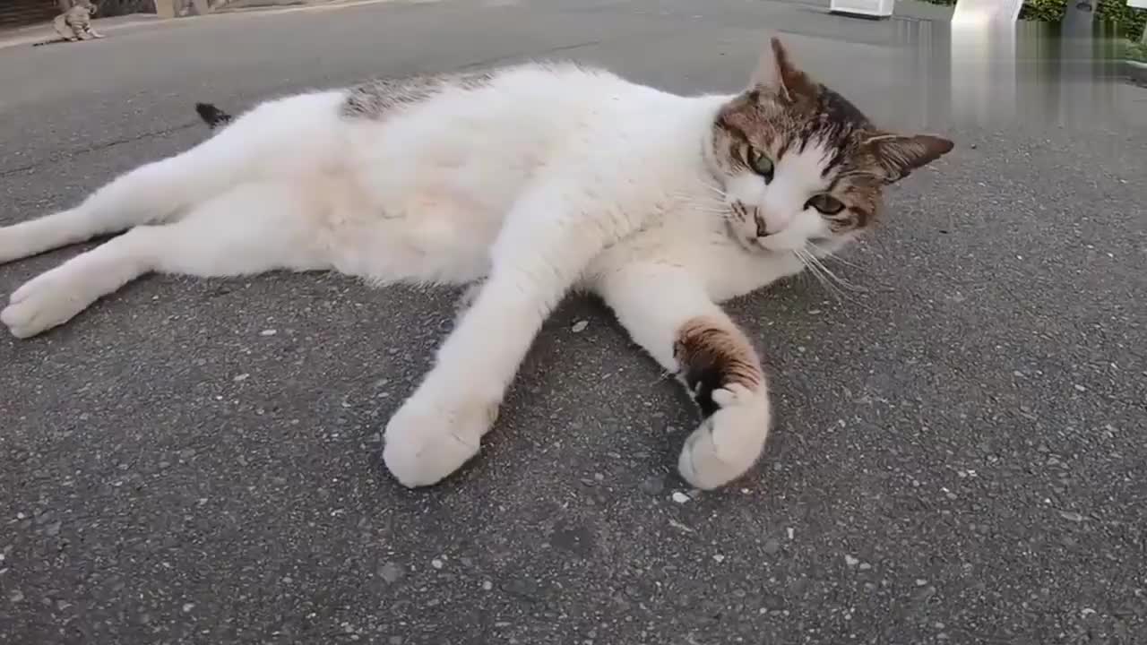 猫咪一言不和就躺地上撒娇打滚,网友:好想盘它