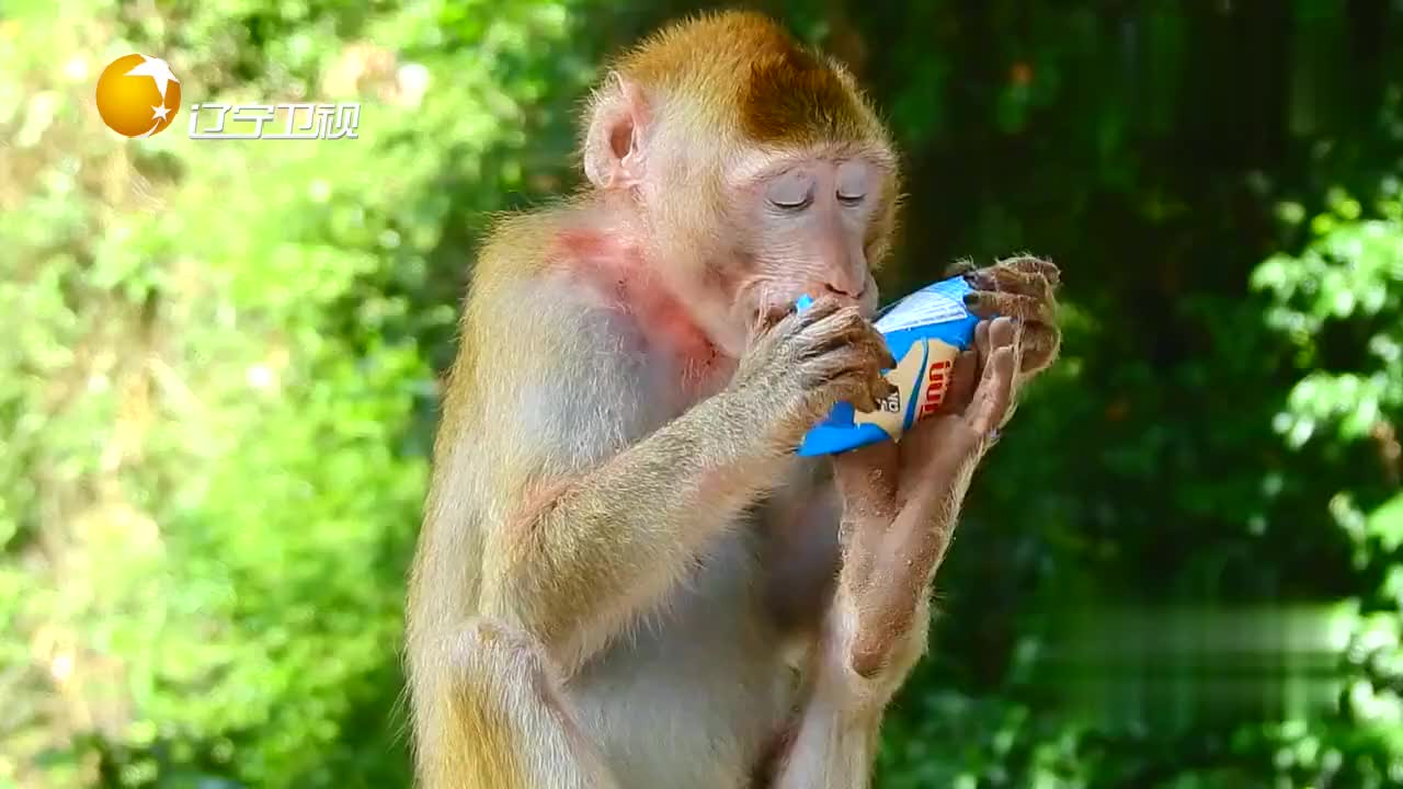 受伤的猴子喝牛奶,这怕是第一次喝吧,吃相有点惊人