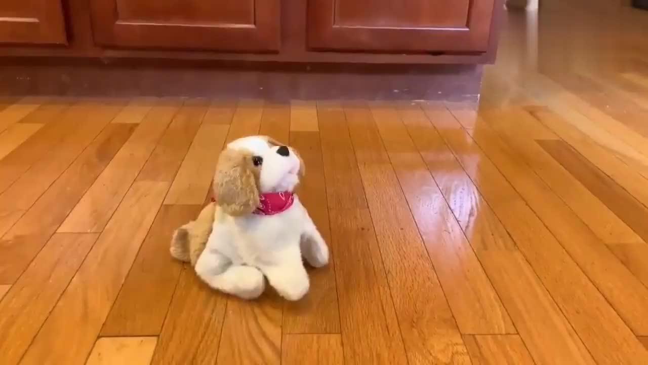 玩具狗狗会后空翻,狗狗被吓了一个机灵,躲远远的不敢靠近