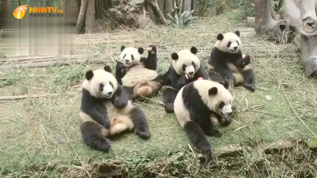 5只熊猫滚滚组团吃苹果,一个比一个会享受,画风是大写加粗的萌