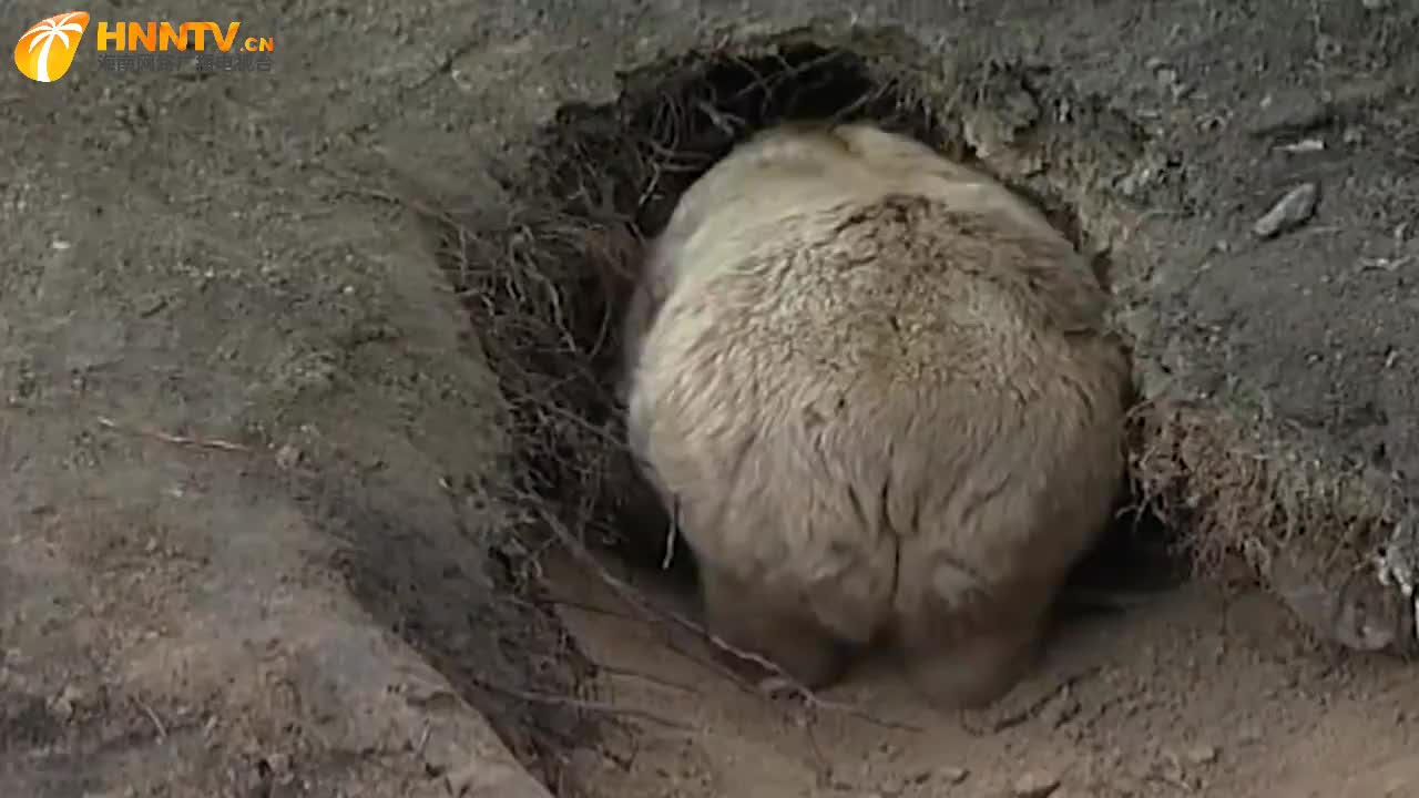 一只熊正在打洞,刚钻到洞口就不动了,下一秒忍住不要笑