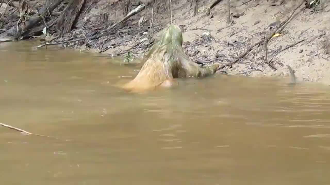 传说中的"水鬼"被人抓住,看到它的真容,网友:长见识了