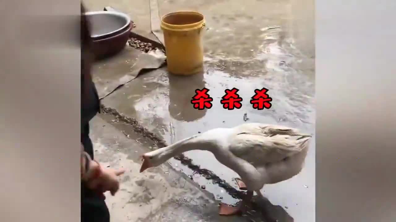 大白鹅听到主人要杀它被气吐血目击者当时大家就是逗逗它