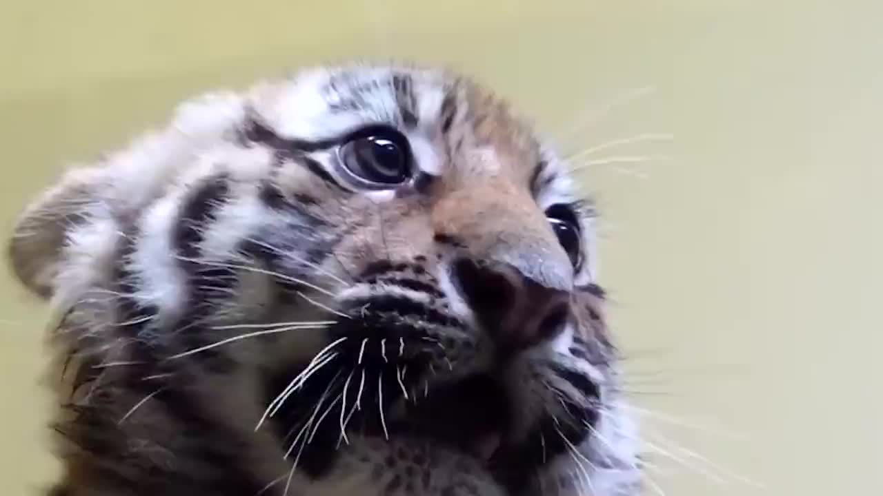 小老虎第一次打针,全身僵硬着,一脸紧张:人家好害怕