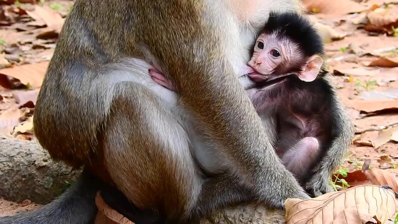 小猴儿一直在喝奶,胃口真不小