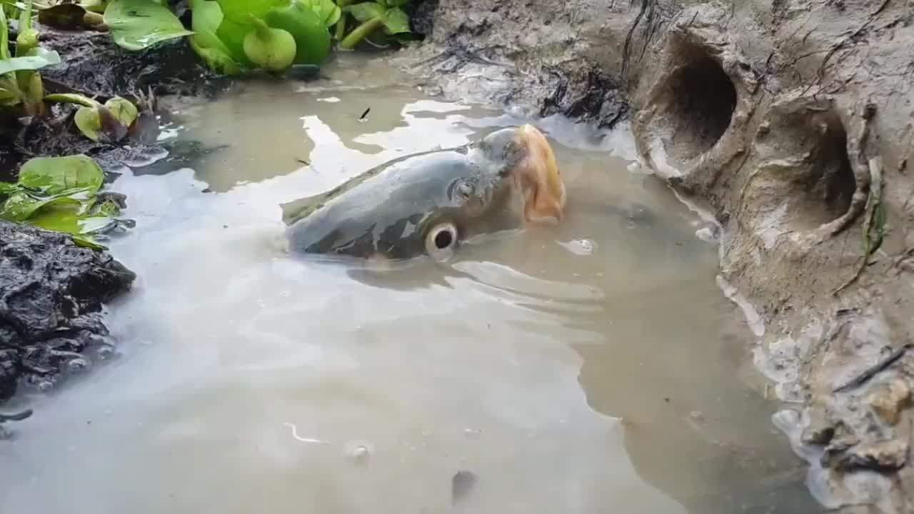野外实拍大鱼饿了从水里钻出来吃小鱼太神奇了