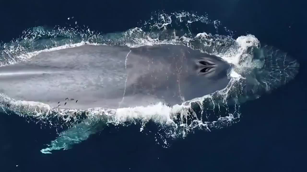 脑洞问题如果我们卡在鲸鱼的呼吸孔中我们会经历什么