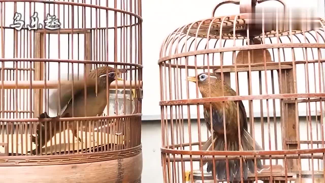 画眉鸟叫声:2只画眉鸟对唱,谁唱得更好?