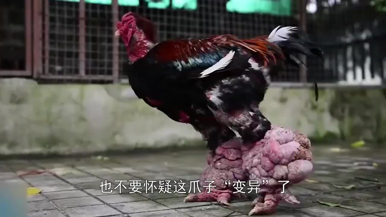 这爪子"变异"了?曾专供王室享用,一对"龙爪"身价过万!