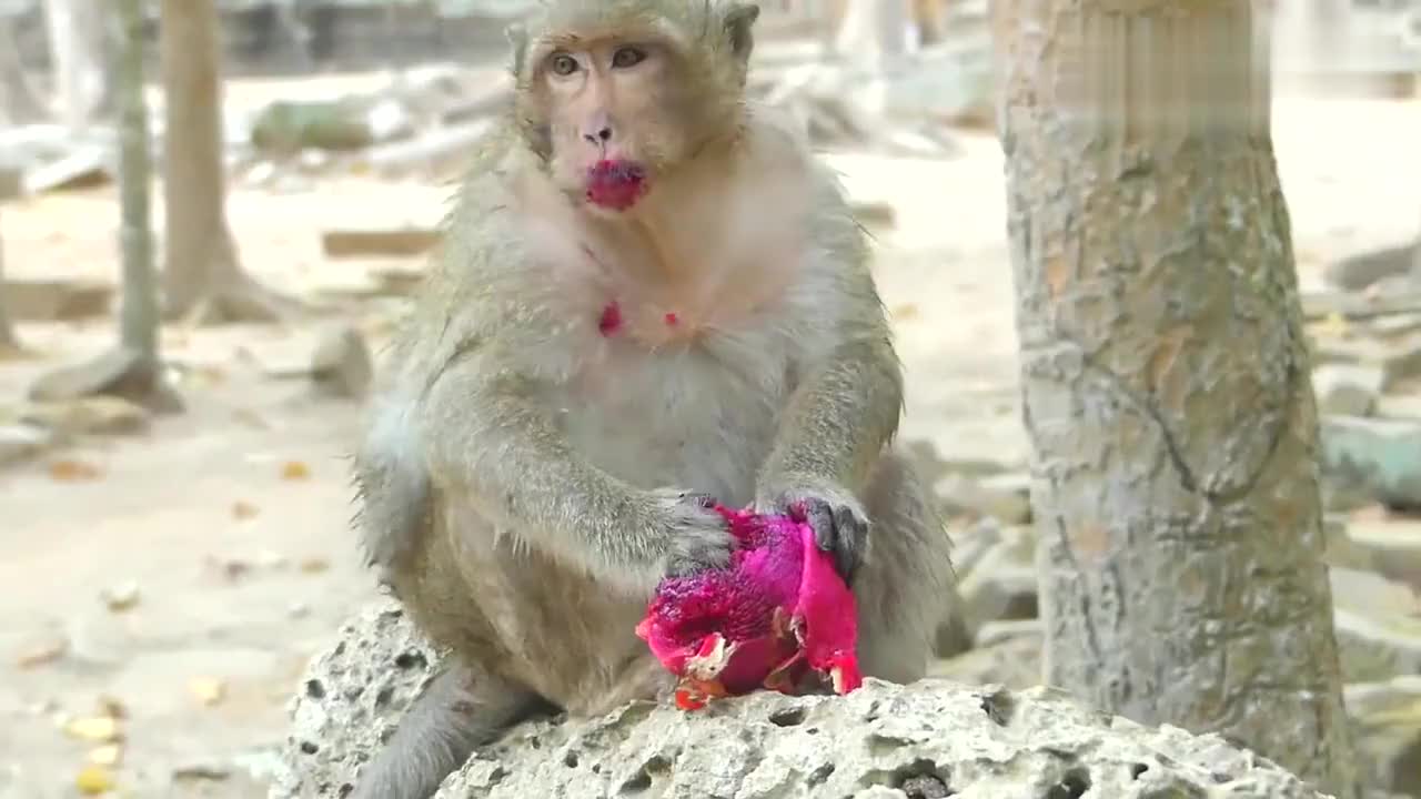 路人喂猴子吃火龙果,结果它吃成这副模样,太可爱了