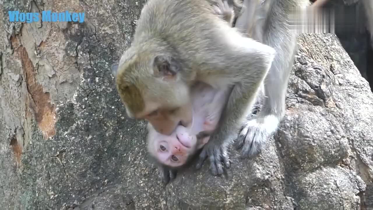 大猴子对小猴子很好小猴子你是我亲妈么