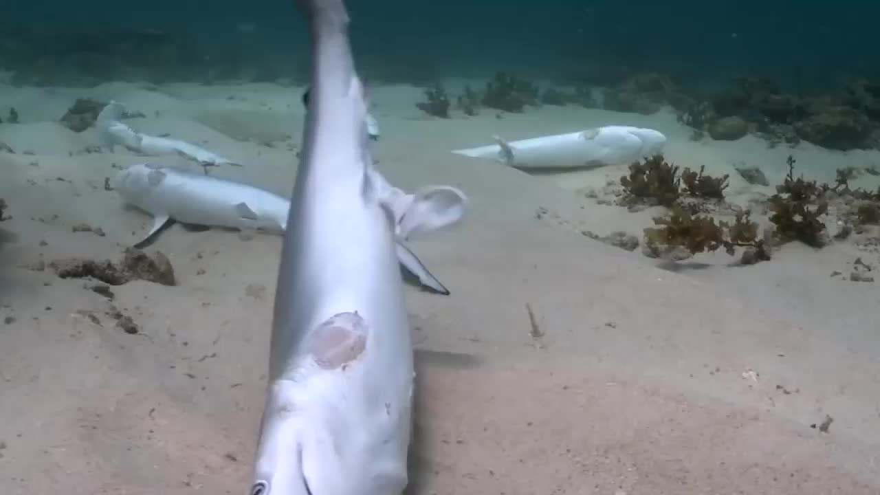 鲨鱼被割掉鱼鳍 扔回海里活活饿死