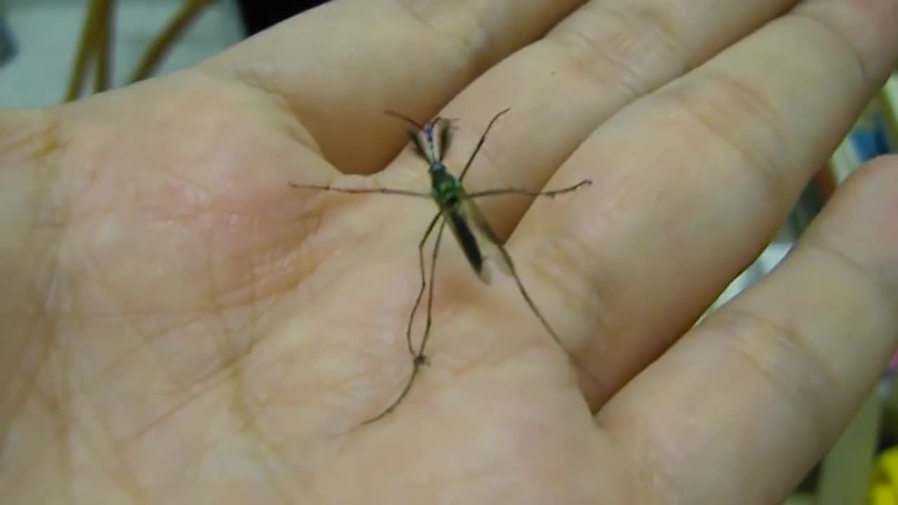 世界最大的蚊子,非但不会叮咬人,居然还帮人类灭蚊