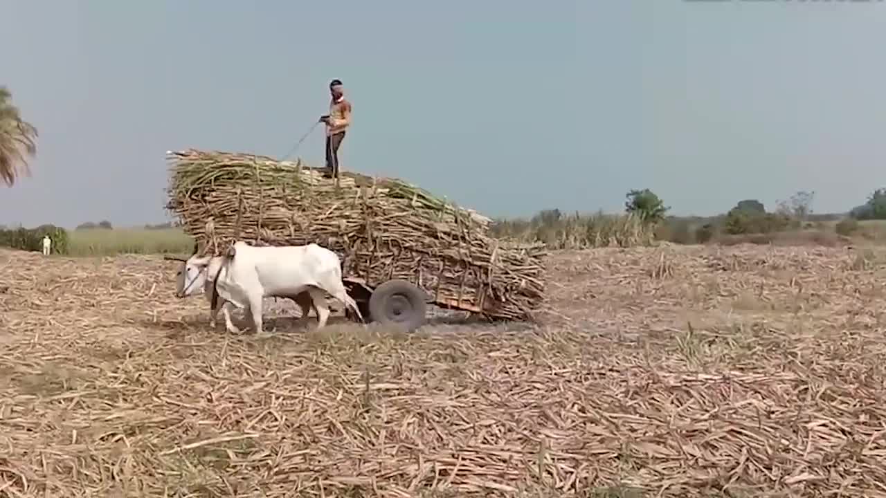 村民用牛拉车一停下就会被鞭子抽看着真是太可怜了