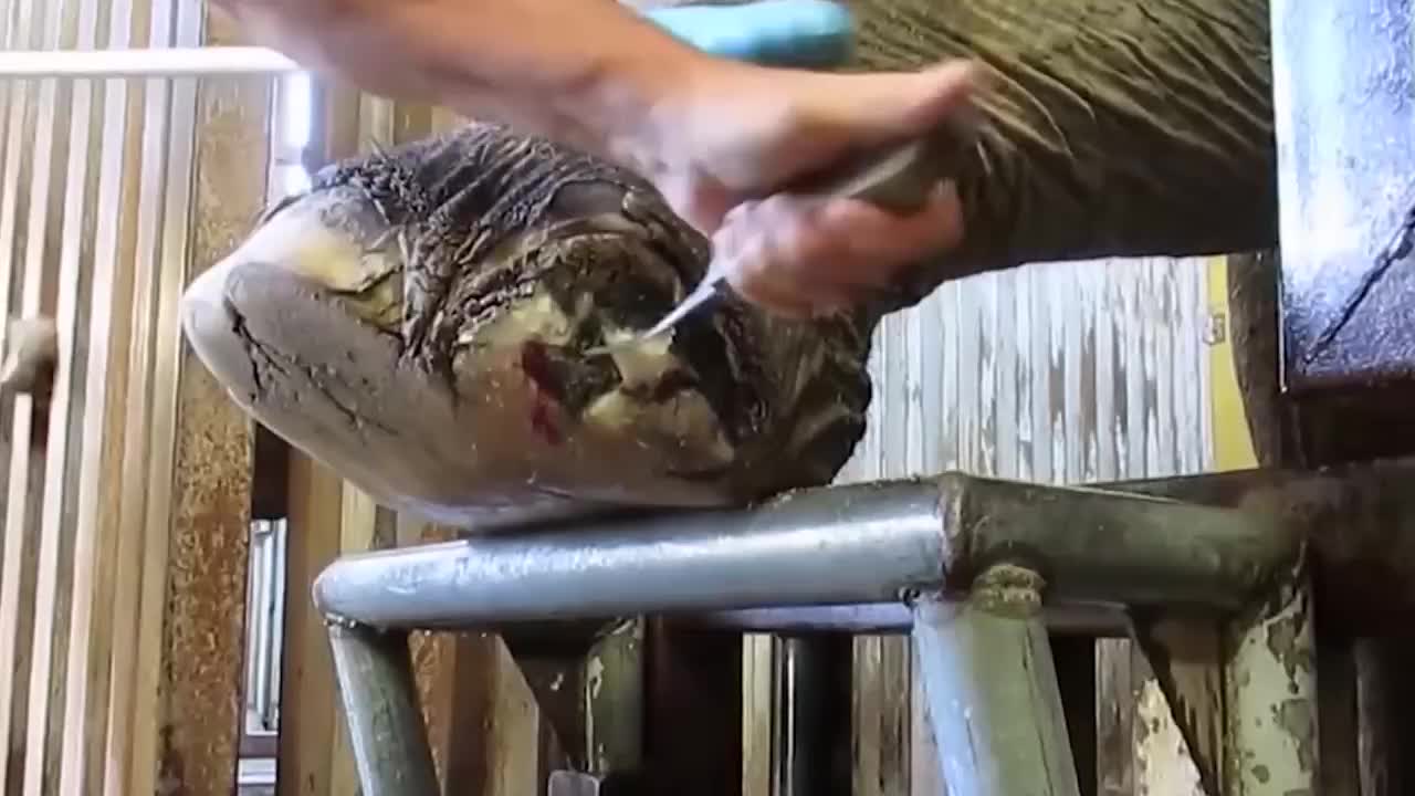 给大象修脚看着让人头皮发麻,却能月入十万_新浪新闻