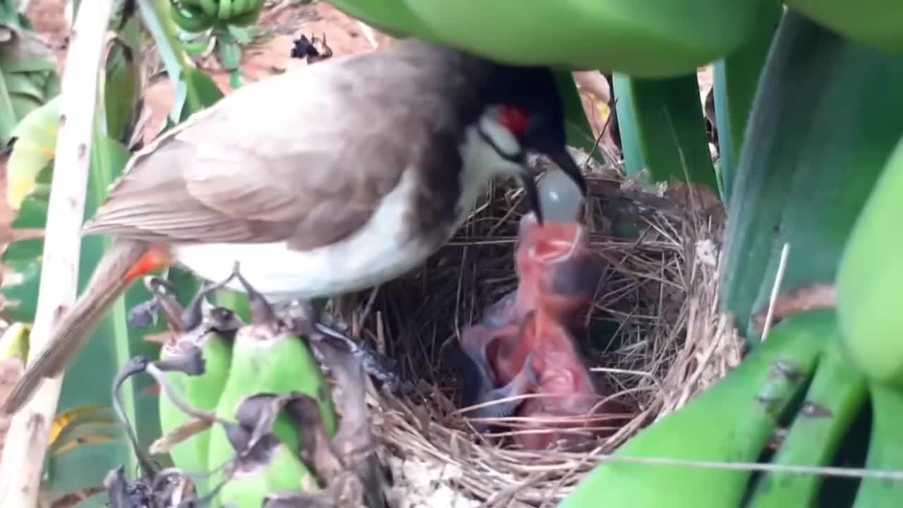 鸟妈妈喂幼鸟吃“超级午餐”，结果意外了！