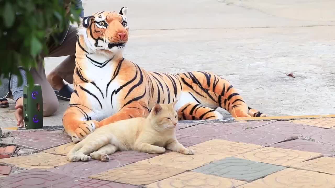 猫咪害怕老虎吗男子测试猫咪的反应太逗了