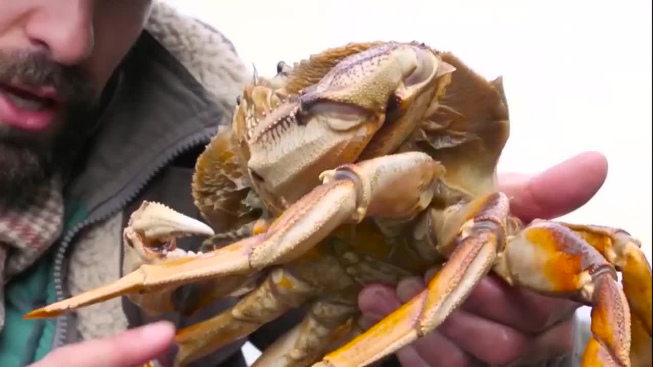 大螃蟹夹住手指有多痛他能坚持多久