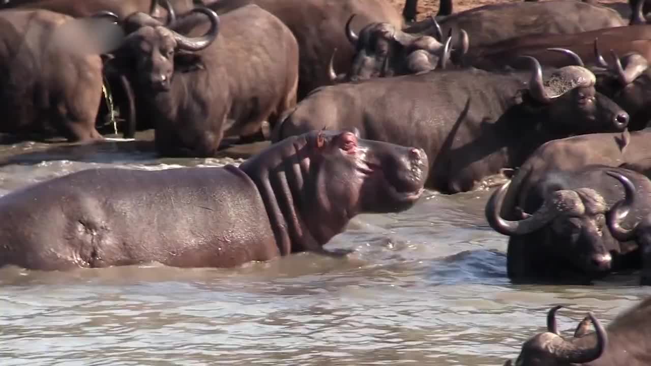 水牛侵占河马的领地可把河马气坏了单枪匹马挑战水牛群