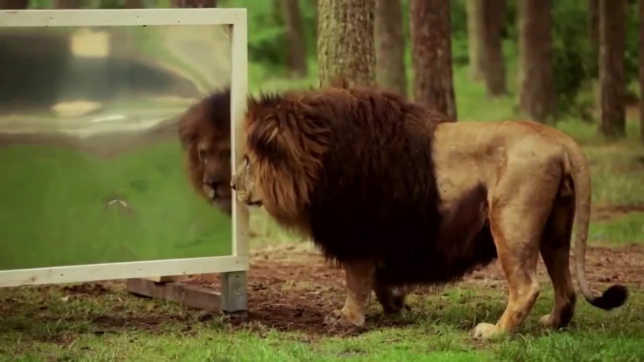 在笼子里放面镜子狮子第一次照镜子是什么反应太有趣了