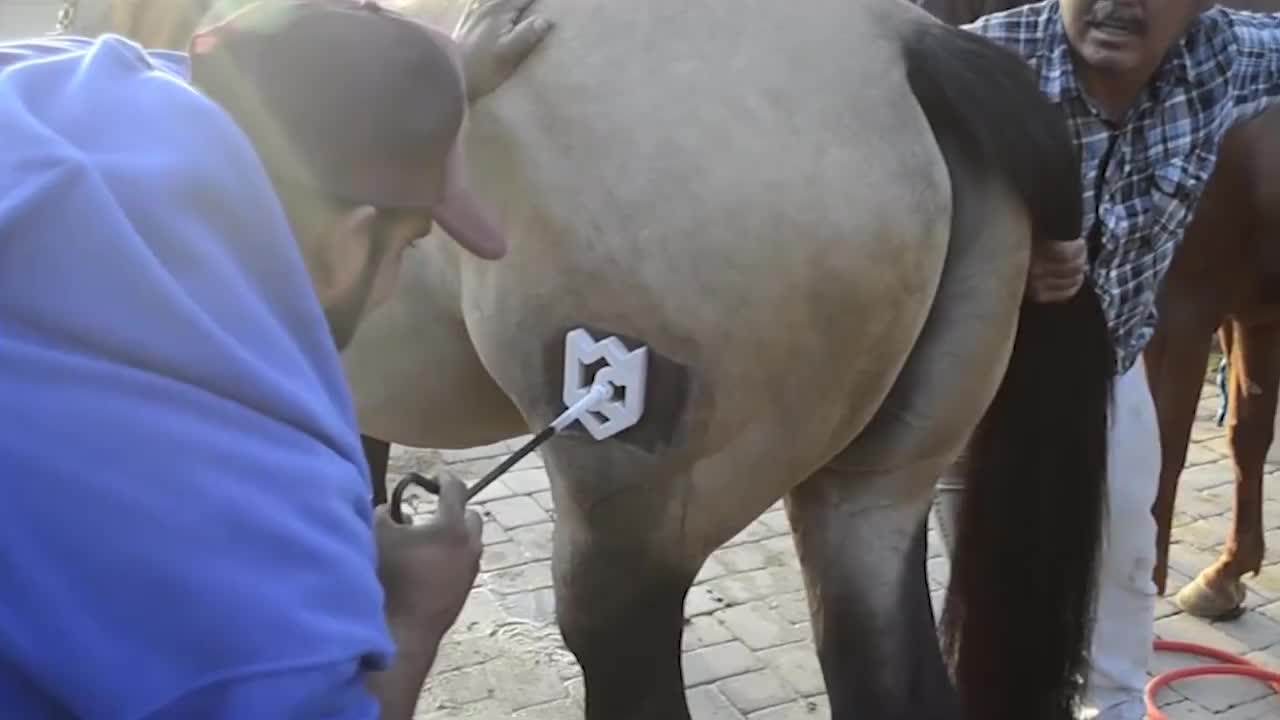 天真的马儿感到不对劲屁股忽然一凉马什么东西