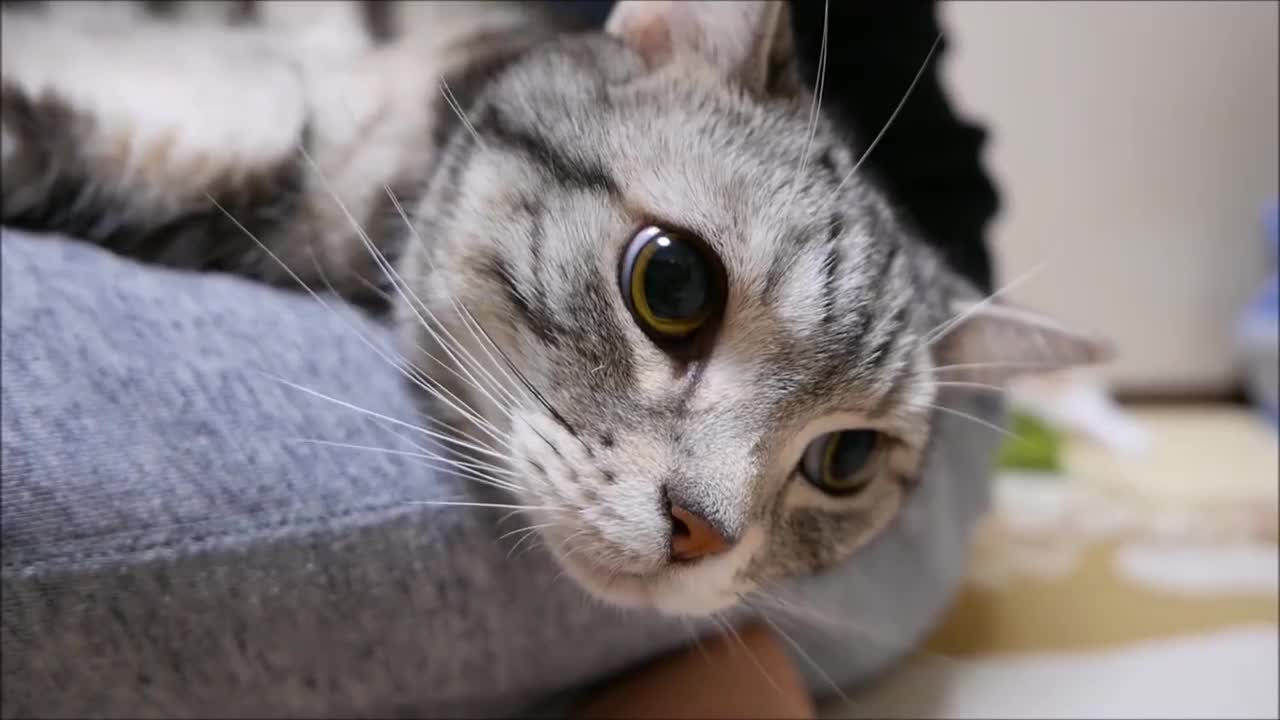 猫大叔颜值高气质好,干净清爽,甚是讨人喜欢