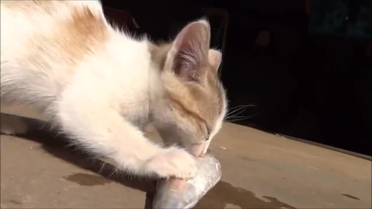 小猫咪吃鱼吃相可爱极了