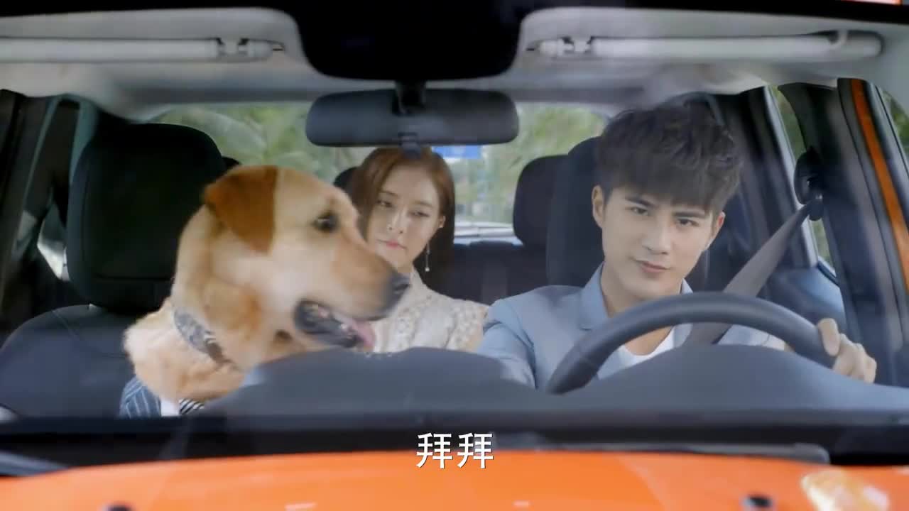 神犬小七边慕称赞安心她却不耐烦了